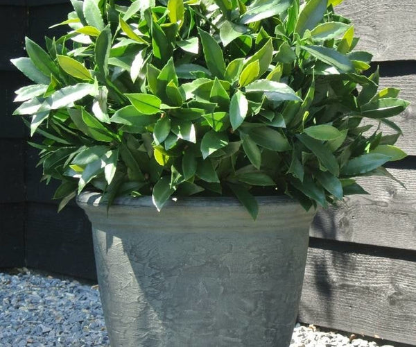 Set Van 2 Kunstmatige Laurierbomen, 90 Cm Kunstplanten In Ce - Kasten
