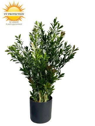 LeopoldFlora Buiten Kunst Buxus struik 50cm UV