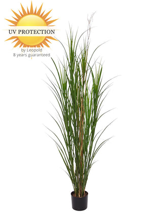 LeopoldFlora Buiten kunstplant Rietgras 165 cm UV