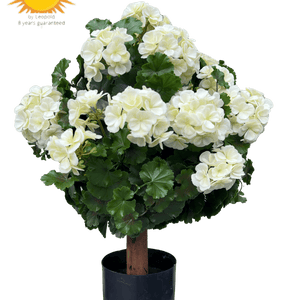 LeopoldFlora Geranium bol kunstplant 50cm UV creme-wit