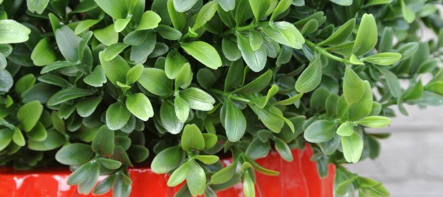 kunststof-buxus