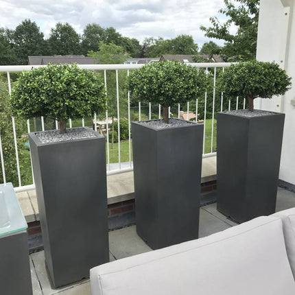 kunst-buxus-bol-halfstam