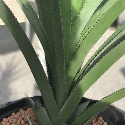 kunst-design-plant-pandanus-ananas