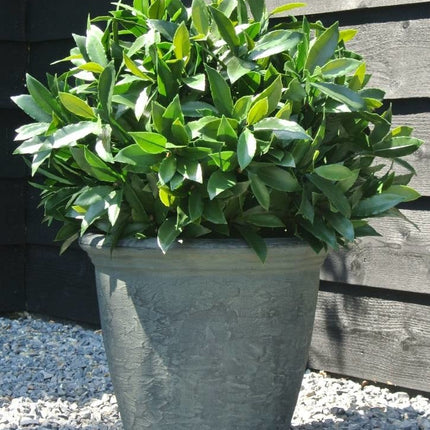 kunst-laurier-buiten