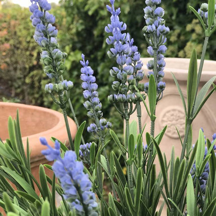 kunst-lavendel-voor-buiten