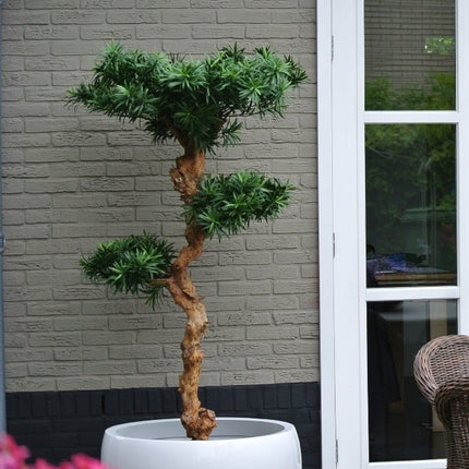 kunst-podocarpus-buiten
