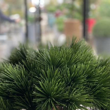 Collection image for: Kunst Pinus