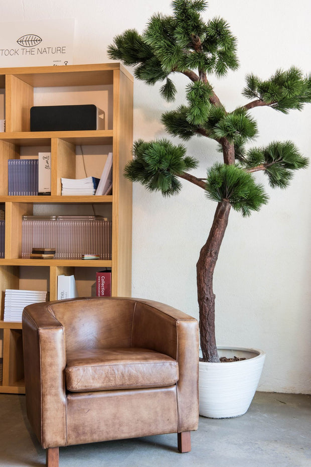 <h3>Kunst Bonsai</h3>