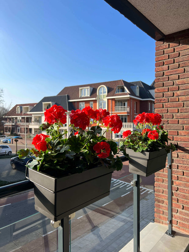 <h2>KUNST GERANIUMS</h2>