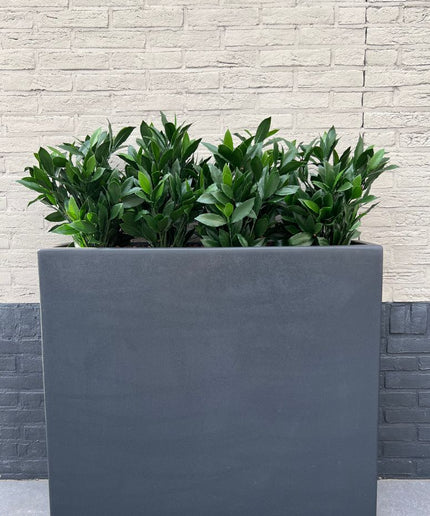 kunstplant-laurier