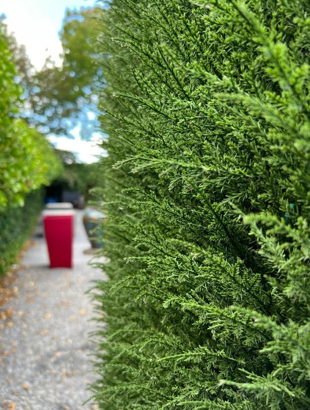 buiten kunststof Conifeer mat 25x25 cm UV