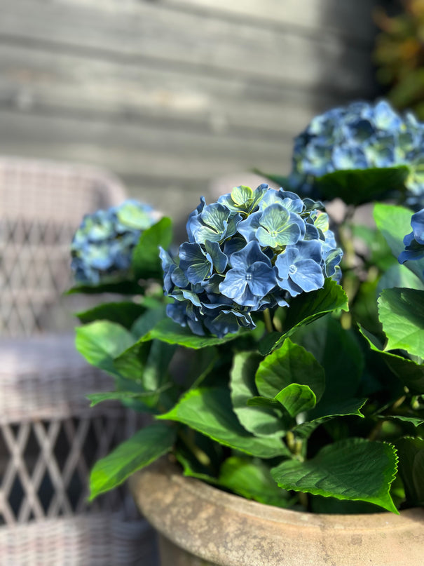 detail-kunst-hortensia