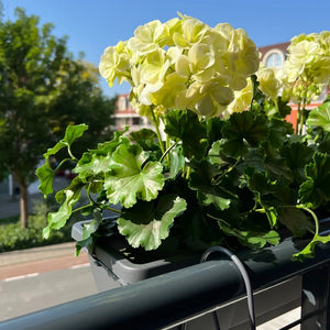 LeopoldFlora All-in one Kunst Geranium set UV