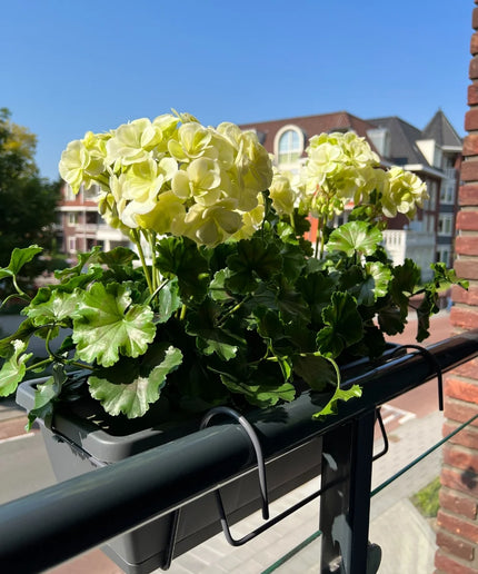 LeopoldFlora All-in one Kunst Geranium set UV