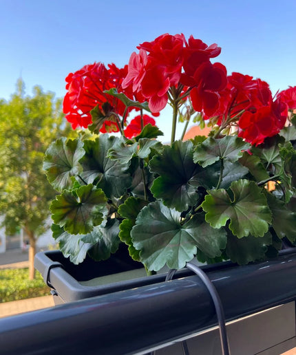 LeopoldFlora All-in one Kunst Geranium set UV