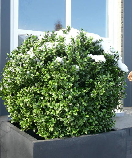 LeopoldFlora Buiten Kunst Buxus Bol 40 cm UV