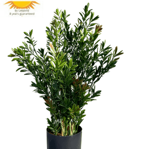 LeopoldFlora Buiten Kunst Buxus struik 50cm UV