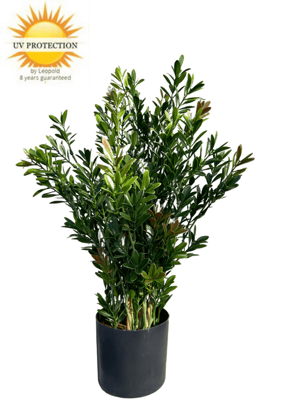 LeopoldFlora Buiten Kunst Buxus struik 50cm UV