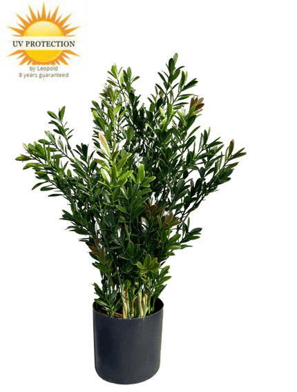 LeopoldFlora Buiten Kunst Buxus struik 50cm UV