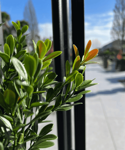 LeopoldFlora Buiten Kunst Buxus struik 50cm UV