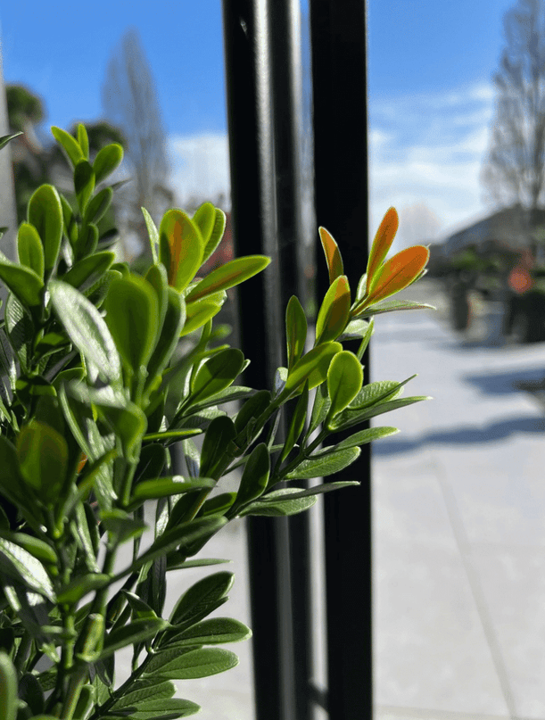LeopoldFlora Buiten Kunst Buxus struik 50cm UV