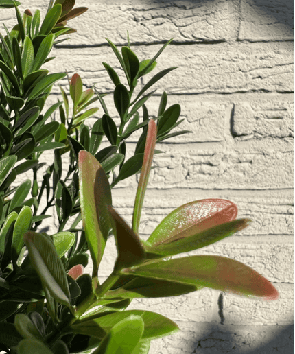 LeopoldFlora Buiten Kunst Buxus struik 50cm UV