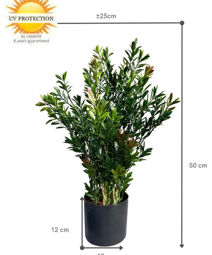 LeopoldFlora Buiten Kunst Buxus struik 50cm UV