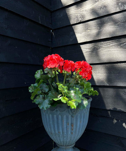 LeopoldFlora Buiten kunst geranium XL rood uv-bestendig