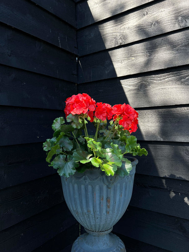 LeopoldFlora Buiten kunst geranium XL rood uv-bestendig