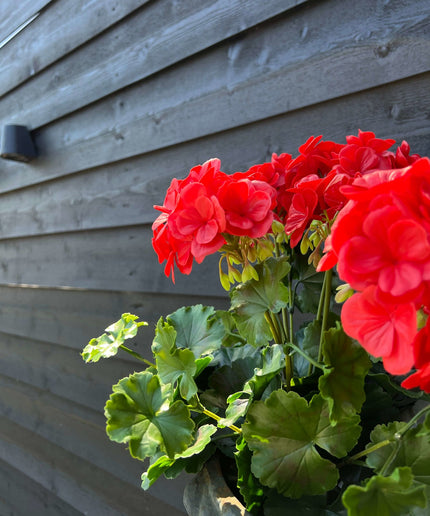 LeopoldFlora Buiten kunst geranium XL rood uv-bestendig