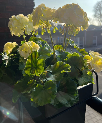 LeopoldFlora Buiten kunst geranium XL wit uv-bestendig