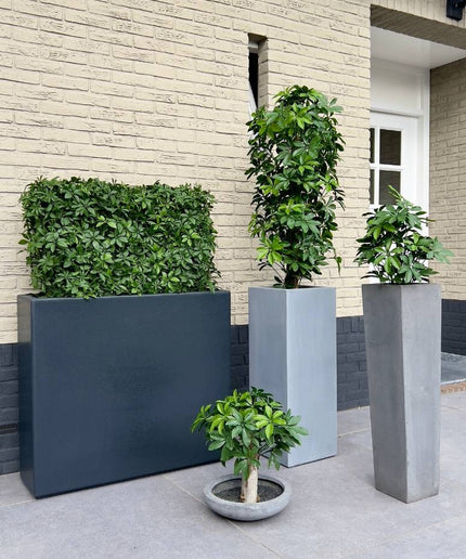 LeopoldFlora Buiten kunsthaag Schefflera 80x25x56 cm UV