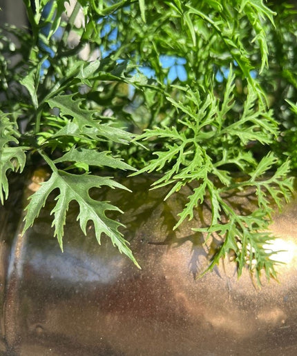 LeopoldFlora Buiten kunstplant Ming Aralia groen uv-bestendig