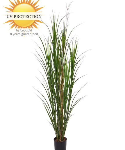 LeopoldFlora Buiten kunstplant  Rietgras  165 cm UV