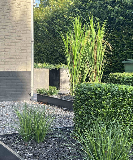 LeopoldFlora Buiten kunstplant  Rietgras  165 cm UV