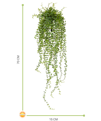 LeopoldFlora Callisia kunsthangplant 70 cm UV