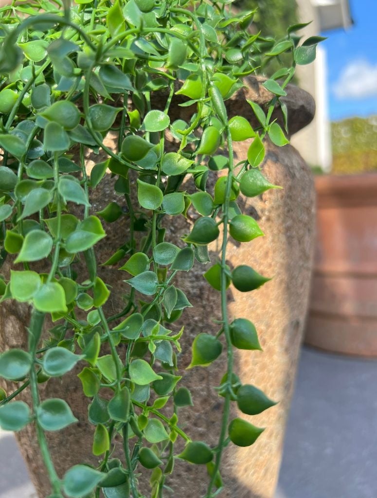 hanging plants sale Callisia Artificial Hanging plant for outdoors