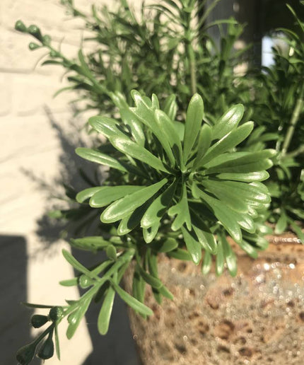 LeopoldFlora Crossostephium Tak 45 cm UV