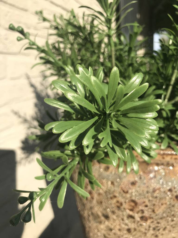 LeopoldFlora Crossostephium Tak 45 cm UV