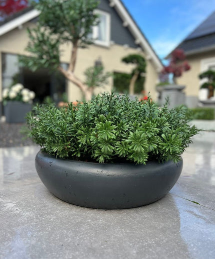 LeopoldFlora Crossostephium Tak 45 cm UV