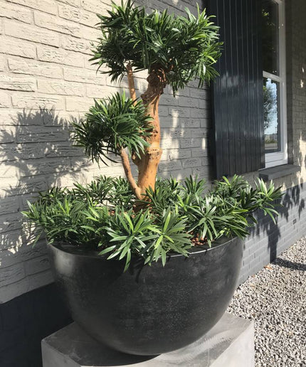 LeopoldFlora Design Kunstplant Podocarpus 70cm UV