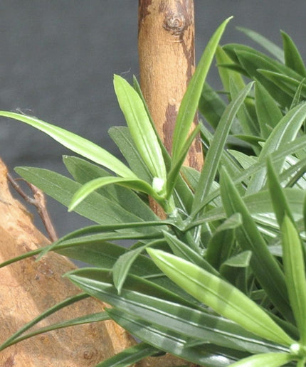 LeopoldFlora Design Kunstplant Podocarpus 70cm UV