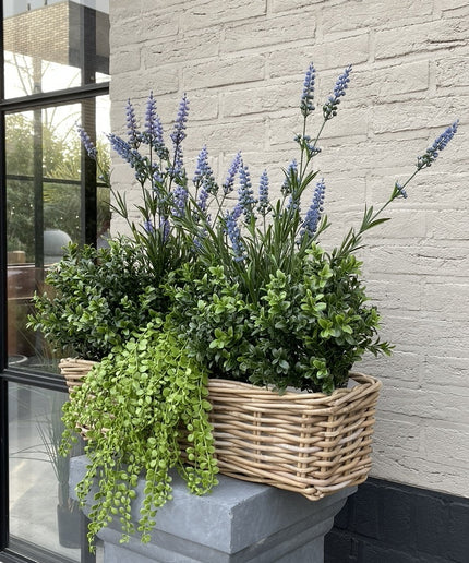 LeopoldFlora Dischidia nummularia kunsthangplantje 40cm UV