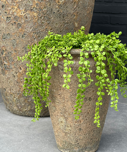 LeopoldFlora Dischidia nummularia kunsthangplantje 40cm UV