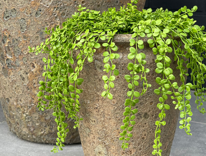 LeopoldFlora Dischidia nummularia kunsthangplantje 40cm UV