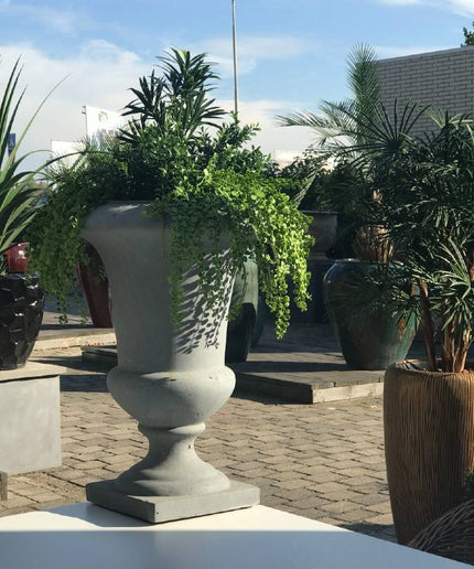 LeopoldFlora Dischidia nummularia kunsthangplantje 40cm UV