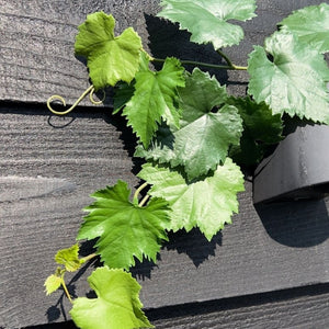 LeopoldFlora Druif kunst Guirlande 110cm UV