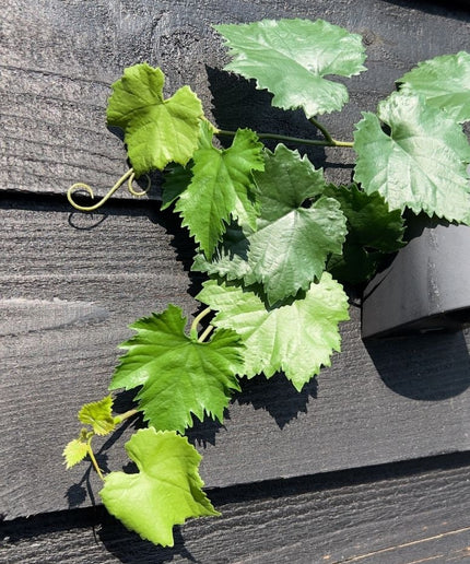 LeopoldFlora Druif kunst Guirlande 110cm UV