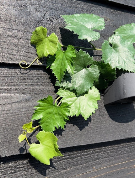 LeopoldFlora Druif kunst Guirlande 110cm UV