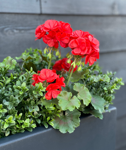 LeopoldFlora Geranium kunstboeket 38cm rood UV